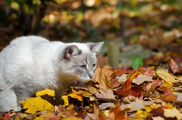 Gato branco bonito em folhas — Fotografia de Stock