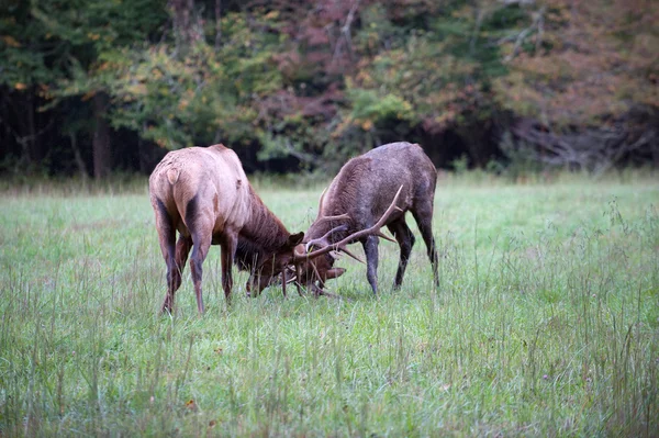 Amerikan elk fikir tartışması — Stok fotoğraf