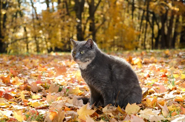 Katt i fall blad — Stockfoto