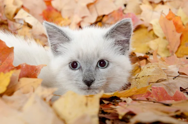 Söt kattunge gömmer sig i blad — Stockfoto