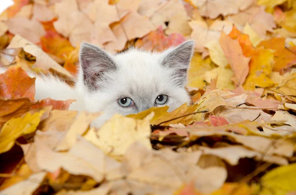 Söt kattunge gömmer sig i blad — Stockfoto