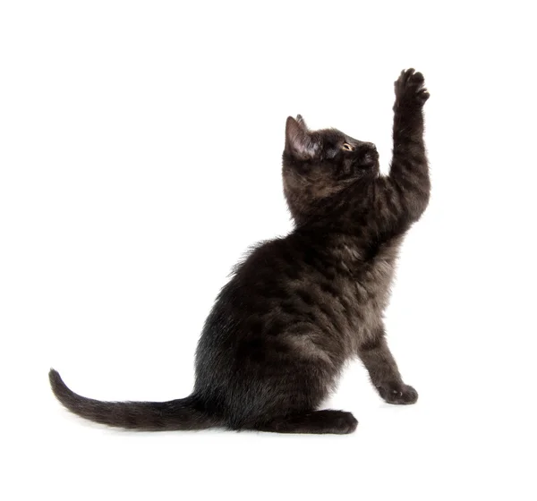 Cute black kitten — Stock Photo, Image