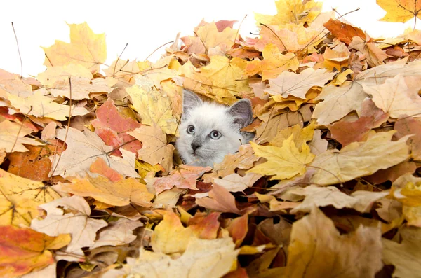 Niedliches Kätzchen versteckt sich in Blättern — Stockfoto