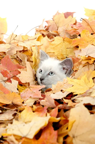 Söt kattunge gömmer sig i blad — Stockfoto