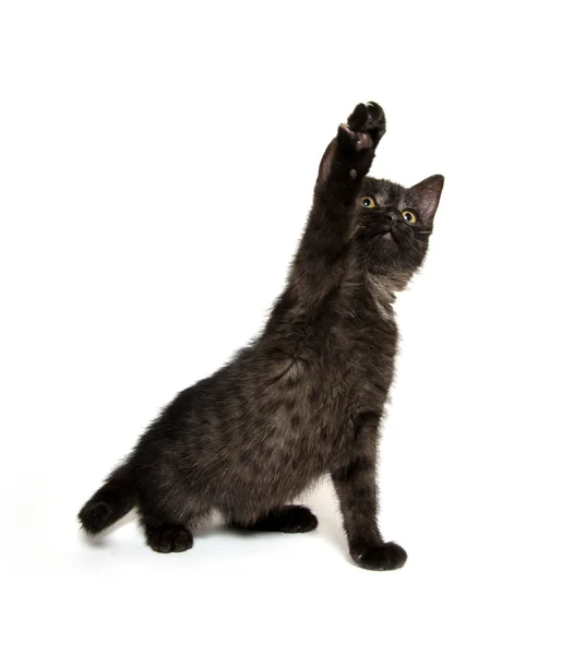 Chaton Noir Mignon Sur Blanc Image Libre De Droit Par Eei Tony C