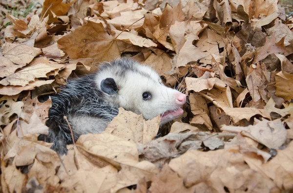 Opossum i bladen — Stockfoto
