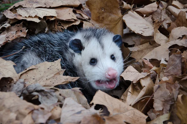 Opossum i bladen — Stockfoto