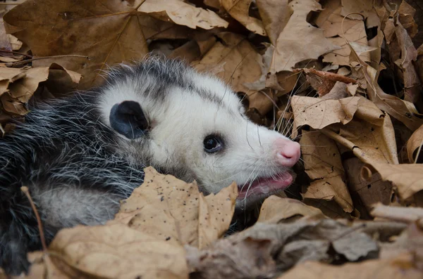 Opossum in bladeren — Stockfoto