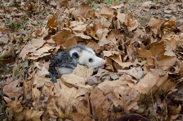Opossum em folhas — Fotografia de Stock