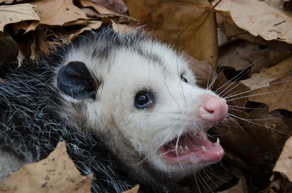 Opossum em folhas — Fotografia de Stock