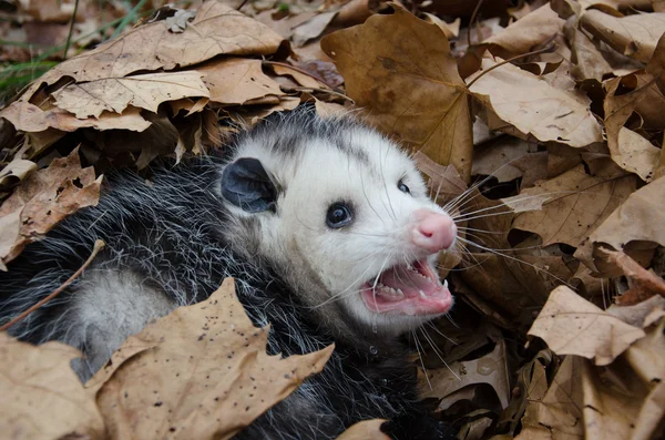 Opossum в листя Стокова Картинка