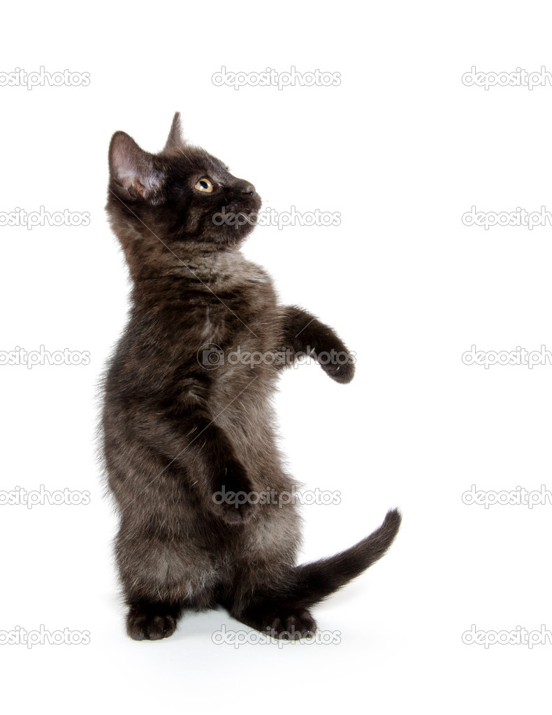 Adorable chaton noir — Photo de stock par ©EEI_Tony - 15783693, image size:790x1023