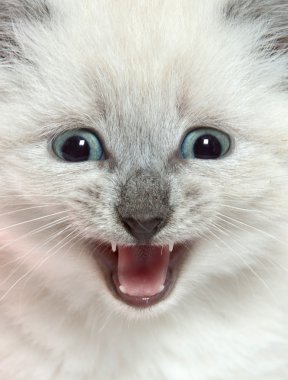 ağlayan şirin kedi yavrusu