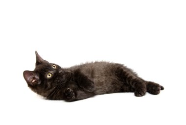 sevimli siyah yavru kedi