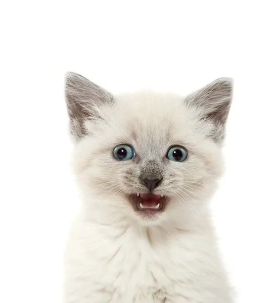 Niedliches Kätzchen weint — Stockfoto