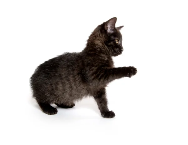 Милий кошеня чорний — стокове фото