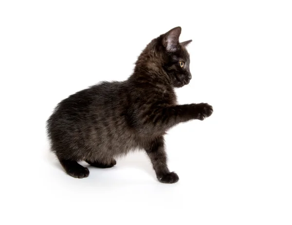 Carino gattino nero — Foto Stock