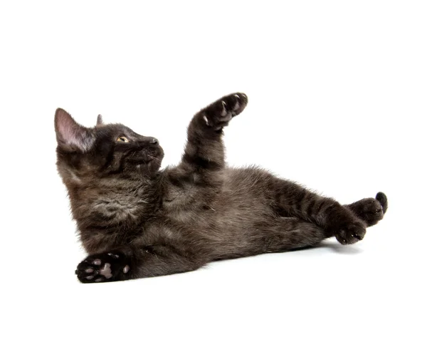 Cute black kitten — Stock Photo, Image