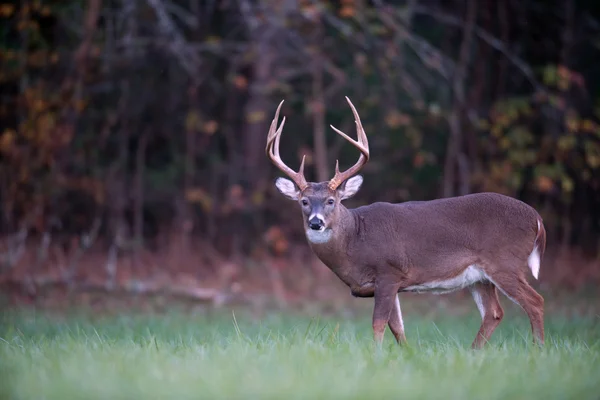 Stora whitetail rådjur — Stockfoto