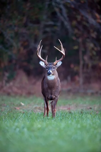 Büyük whitetail geyik — Stok fotoğraf