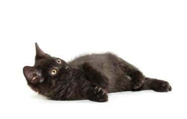 sevimli siyah yavru kedi