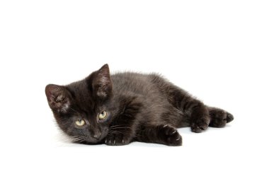 sevimli siyah yavru kedi