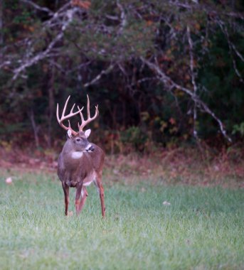 büyük whitetail geyik