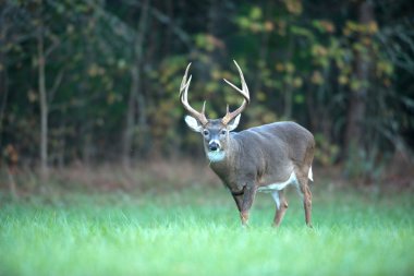 büyük whitetail geyik