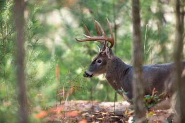 büyük whitetail geyik