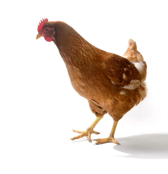 Red sex link chicken — Stock Photo, Image