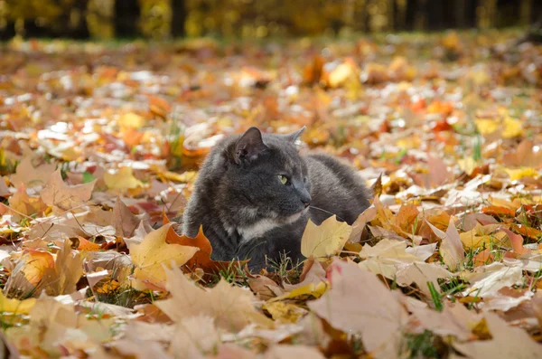 Kedi sonbahar yaprakları — Stok fotoğraf