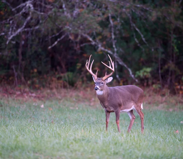 Large whitetail deer — Stock Photo, Image