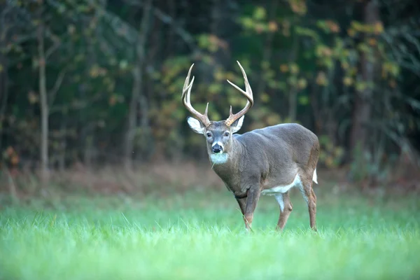 Grote whitetail herten — Stockfoto