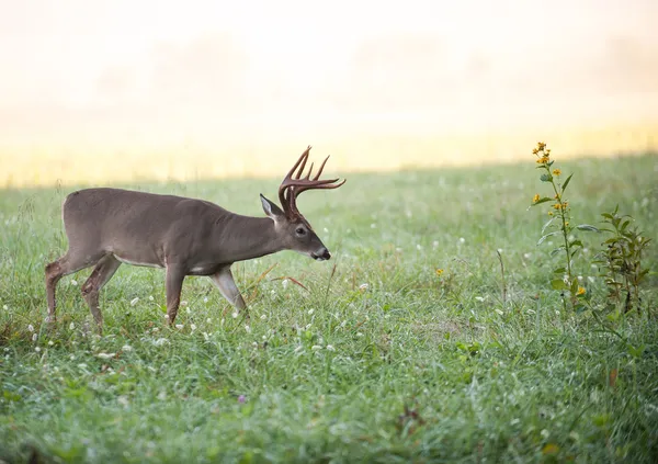 牧草地で降圧白い尾の鹿 — ストック写真