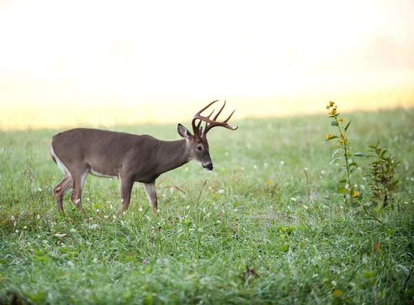 在草地上的白尾鹿巴克 — 图库照片