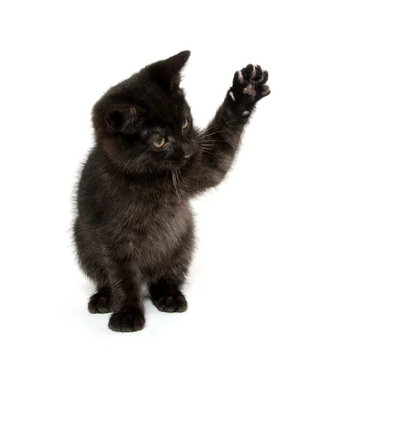 Cute black kitten — Stock Photo, Image