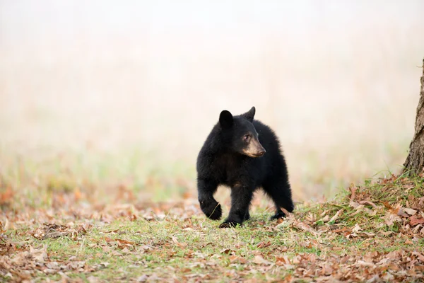 Zwarte beer cub — Stockfoto