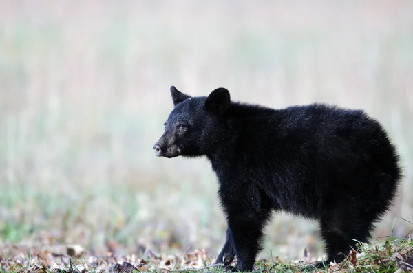 Siyah ayı yavrusu — Stok fotoğraf