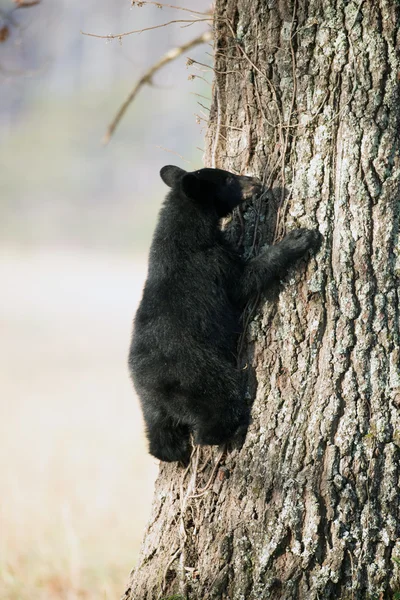 American black bear cub — Stock Photo, Image