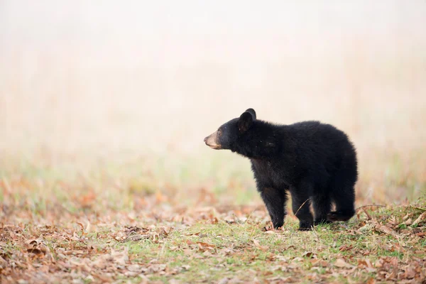 Filhote de urso preto — Fotografia de Stock