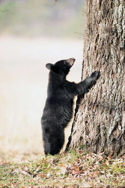 Amerikaanse zwarte beer cub — Stockfoto