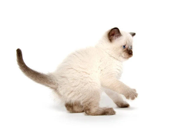 सफेद पर प्यारा बिल्ली — स्टॉक फ़ोटो, इमेज