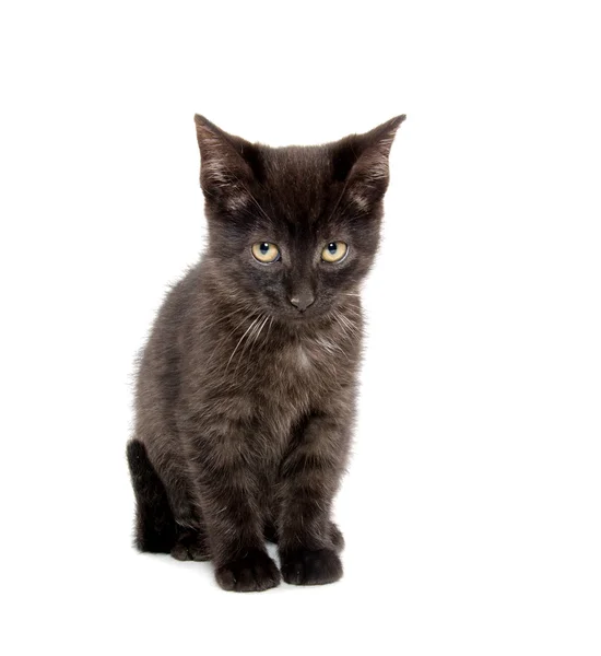 Carino gattino nero — Foto Stock