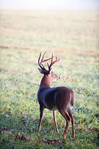在草地上的白尾鹿巴克 — 图库照片