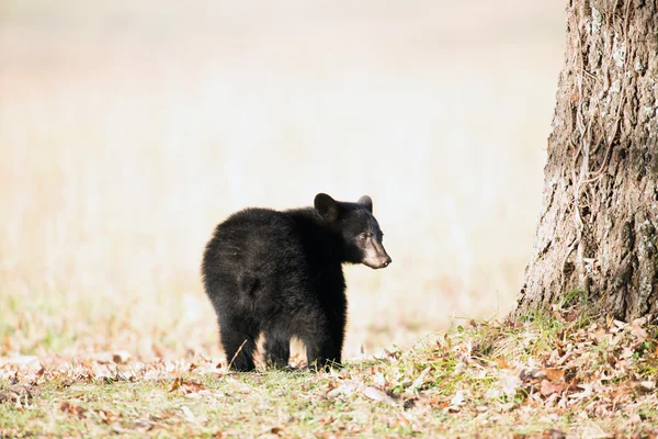 黑色小熊 — 图库照片