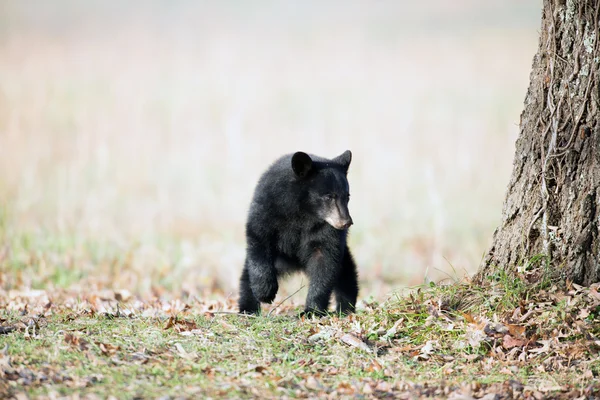 Filhote de urso preto — Fotografia de Stock