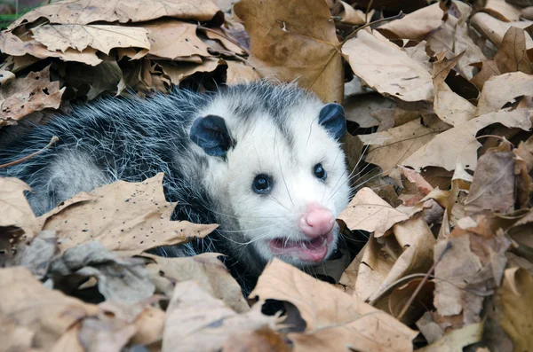 Opossum in bladeren — Stockfoto