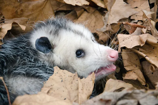 Opossum in Blättern — Stockfoto