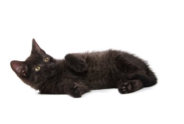 sevimli siyah yavru kedi