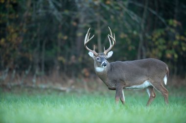 büyük whitetail geyik